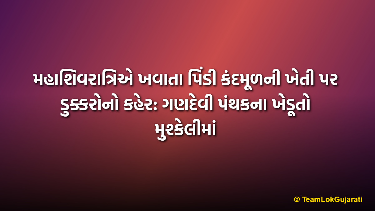 મહાશિવરાત્રિએ ખવાતા પિંડી કંદમૂળની ખેતી પર ડુક્કરોનો કહેર: ગણદેવી પંથકના ખેડૂતો મુશ્કેલીમાં
