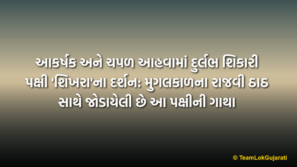 આકર્ષક અને ચપળ આહવામાં દુર્લભ શિકારી પક્ષી 'શિખરા'ના દર્શન: મુગલકાળના રાજવી ઠાઠ સાથે જોડાયેલી છે આ પક્ષીની ગાથા